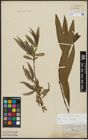 Foto von Salix alba L. x Salix fragilis L.